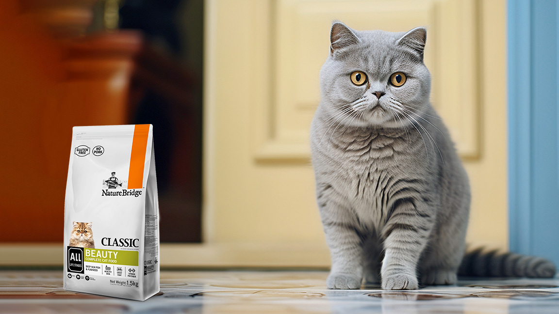 Tips | How to Care for Indoor Cats to Keep Them Healthy and Active